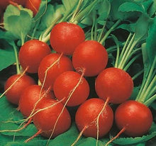Load image into Gallery viewer, Radish - EARLY SCARLET GLOBE