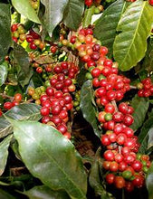 Load image into Gallery viewer, La Colombe Colombia San Roque Coffee beans
