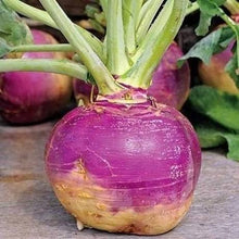 Load image into Gallery viewer, Rutabaga - AMERICAN PURPLE TOP