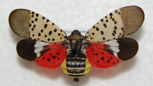Load image into Gallery viewer, Kill Spotted Lanternfly Lanternflies