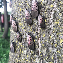 Load image into Gallery viewer, Kill Spotted Lanternfly Lanternflies