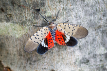 Load image into Gallery viewer, Kill Spotted Lanternfly Lanternflies