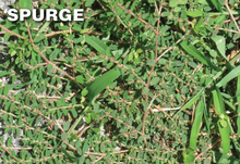 Load image into Gallery viewer, Q4 Plus Herbicide kills Spurge Weed
