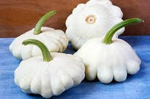 Load image into Gallery viewer, Squash - WHITE SCALLOP BUSH/PATTY PAN