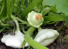 Load image into Gallery viewer, Squash - WHITE SCALLOP BUSH/PATTY PAN