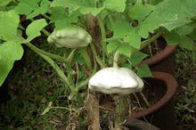 Load image into Gallery viewer, Squash - WHITE SCALLOP BUSH/PATTY PAN