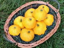 Load image into Gallery viewer, Squash - YELLOW SCALLOP BUSH