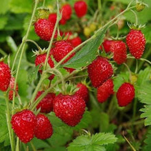 Load image into Gallery viewer, Strawberries - STRAWBERRY - ALPINE