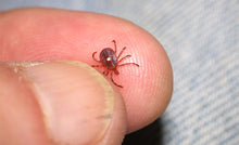Load image into Gallery viewer, Tick Killz - 8 Oz Concentrate - 100% Natural & Organic