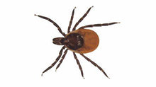 Load image into Gallery viewer, Tick Killz - 8 Oz Concentrate - 100% Natural & Organic
