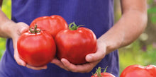 Load image into Gallery viewer, Tomato - Celebration Hybrid Seeds