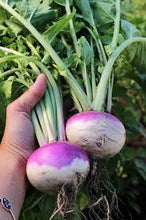 Load image into Gallery viewer, Turnip - PURPLE TOP WHITE GLOBE