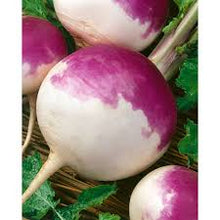 Load image into Gallery viewer, Turnip - PURPLE TOP WHITE GLOBE