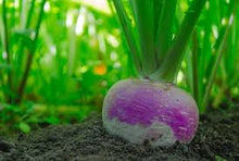 Load image into Gallery viewer, Turnip - PURPLE TOP WHITE GLOBE