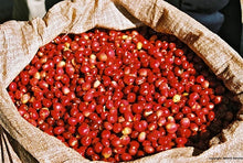 Load image into Gallery viewer, Greater Goods - Fresh Perspective - Ethiopia S.O. Coffee