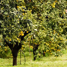 Load image into Gallery viewer, Earl Grey Organic Tea - Sachets - Lemon Trees