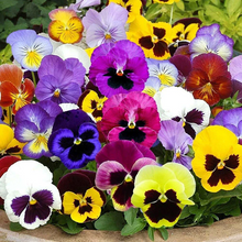 Load image into Gallery viewer, Livingston Seeds - Pansy Giant Swiss Mix 2