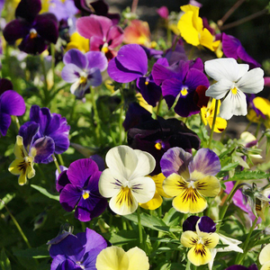 Livingston Seeds - Pansy Giant Swiss Mix 3