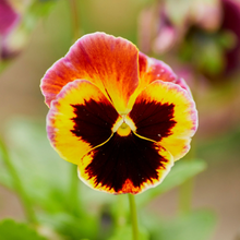Load image into Gallery viewer, Livingston Seeds - Pansy Giant Swiss Mix 4