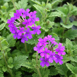 Livingston Seed - Verbena 2