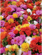 Load image into Gallery viewer, Livingston Seed - Portulaca Long Bloom Double Mix 2