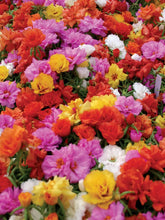 Load image into Gallery viewer, Livingston Seed - Portulaca Long Bloom Double Mix 3
