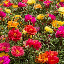 Load image into Gallery viewer, Livingston Seed - Portulaca Long Bloom Double Mix 4