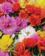 Load image into Gallery viewer, Livingston Seed - Portulaca Long Bloom Double Mix 5