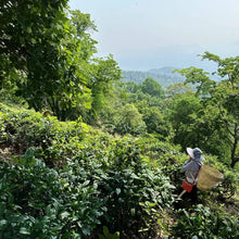 Load image into Gallery viewer, Rishi English Breakfast Organic Tea