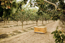 Load image into Gallery viewer, Setton Farms Collosal Natural Pistachios harvest