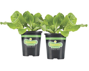 Bonnie Plants Buttercrunch Lettuce 19.3 oz