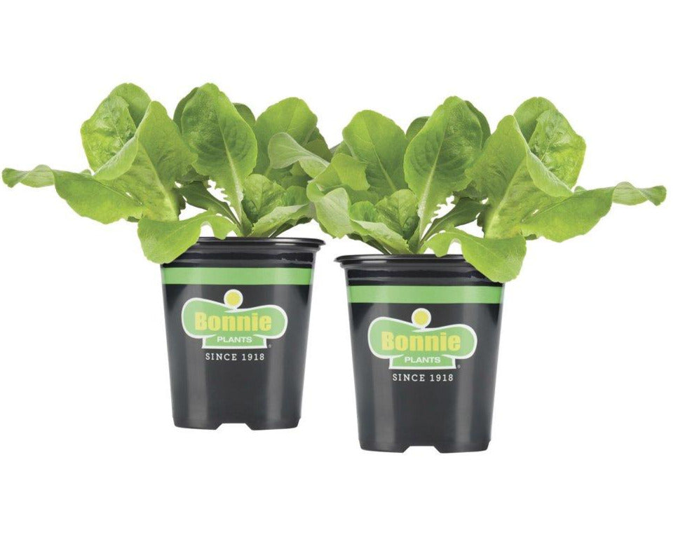 Bonnie Plants Buttercrunch Lettuce 19.3 oz