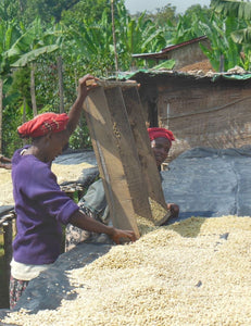 Ethiopian farmers harvesting La Colombe Ethiopia Yirgachefe Coffee 
