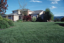 Load image into Gallery viewer, Barenbrug Turf Blue HGT with Yellow Jacket Grass Seed home lawn