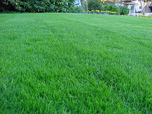 Barenbrug Turf Blue HGT Grass Seed lawn