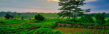 Load image into Gallery viewer, Barrie House Indonesian Sumatra Coffee Farm
