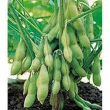 Load image into Gallery viewer, Bean - Edible Soy