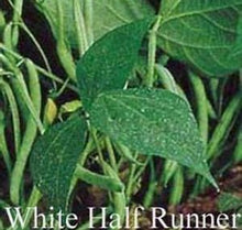 Load image into Gallery viewer, Bean - White Half Runner Mountaineer - Bush