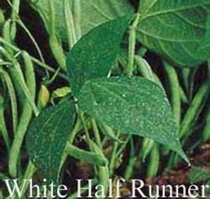 Bean - White Half Runner Mountaineer - Bush