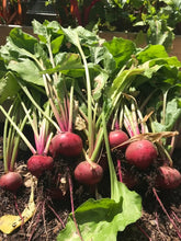 Load image into Gallery viewer, Beet - Chioggia