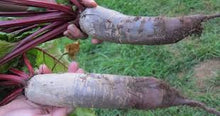 Load image into Gallery viewer, Beet - Cylindra