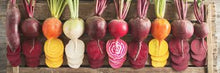 Load image into Gallery viewer, Beet - Cylindra