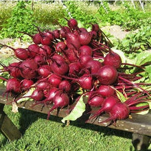 Load image into Gallery viewer, Beet - Early Wonder