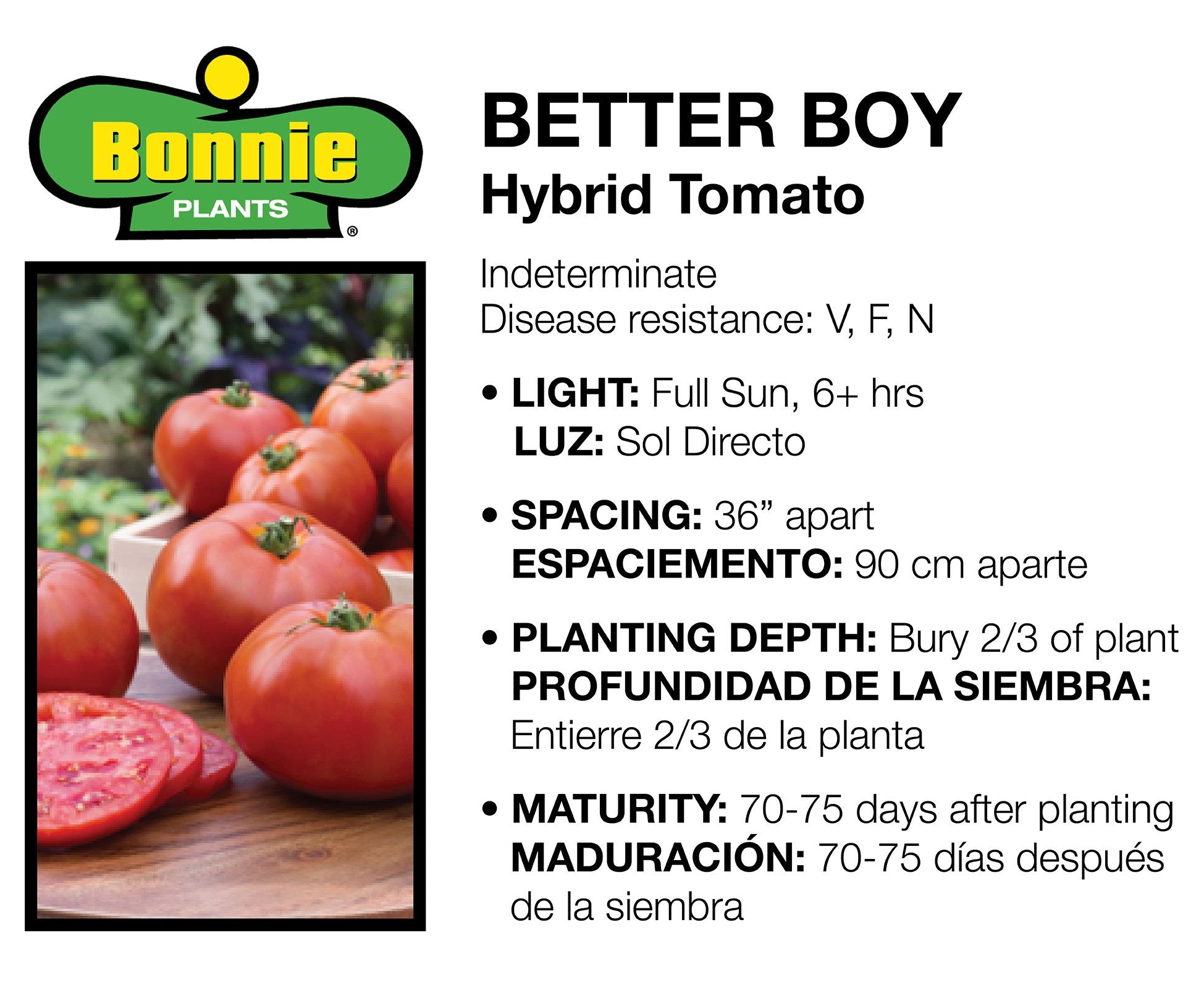 Charterseedsofficial on X: Star 9009 is a determinate tomato hybrid with a  unique disease tolerance package on a vigorous plant. This variety offers  the grower stability and adaptability, long shelf life, excellent