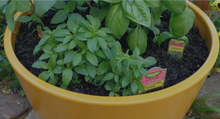 Load image into Gallery viewer, Bonnie Plants Basil 25 oz.