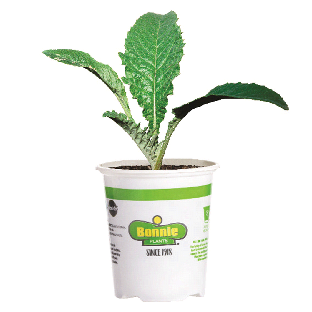 Bonnie Plants Artichoke 19.3 oz