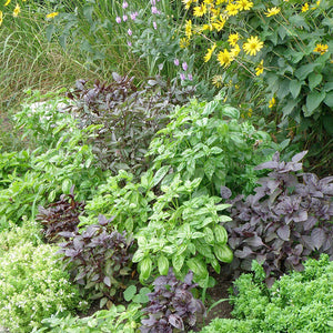 Bonnie Plants Basil garden