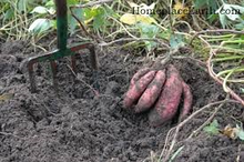 Load image into Gallery viewer, Bonnie Plants Beauregard Sweet Potato garden