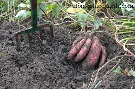 Bonnie Plants Beauregard Sweet Potato garden