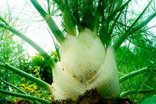 Load image into Gallery viewer, Bonnie Plants Bronze Leaf Fennel 19.3 oz